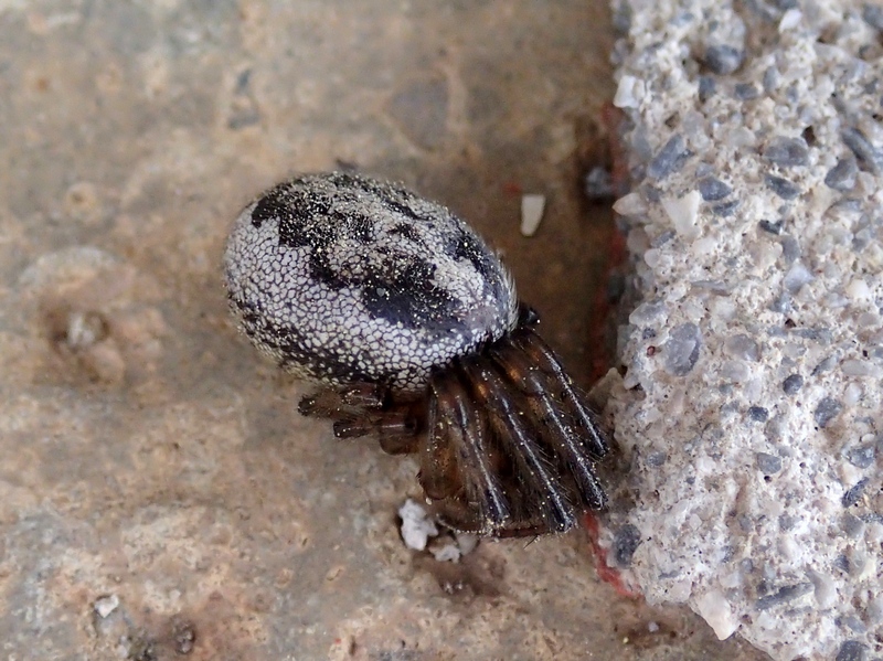 Araneidae - Colle della Maddalena (CN)